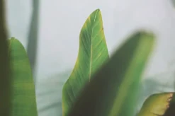 Banana Leaf Bookmark Pen