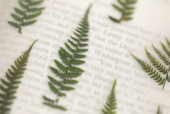 Bracken Pressed Flower Sticker