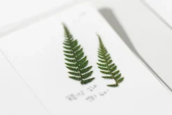 Bracken Pressed Flower Sticker