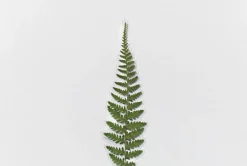 Bracken Pressed Flower Sticker