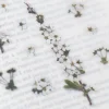 Bridal Wreath Pressed Flower Sticker
