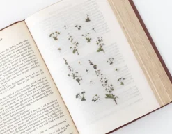 Bridal Wreath Pressed Flower Sticker