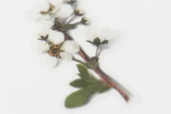 Bridal Wreath Pressed Flower Sticker