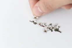 Bridal Wreath Pressed Flower Sticker