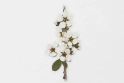 Bridal Wreath Pressed Flower Sticker