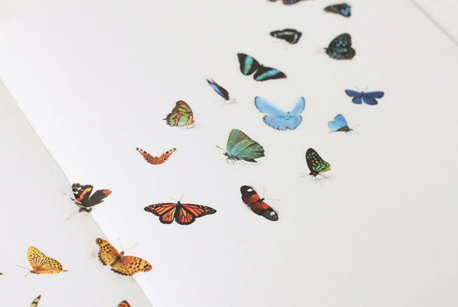 Butterfly Nature Sticker