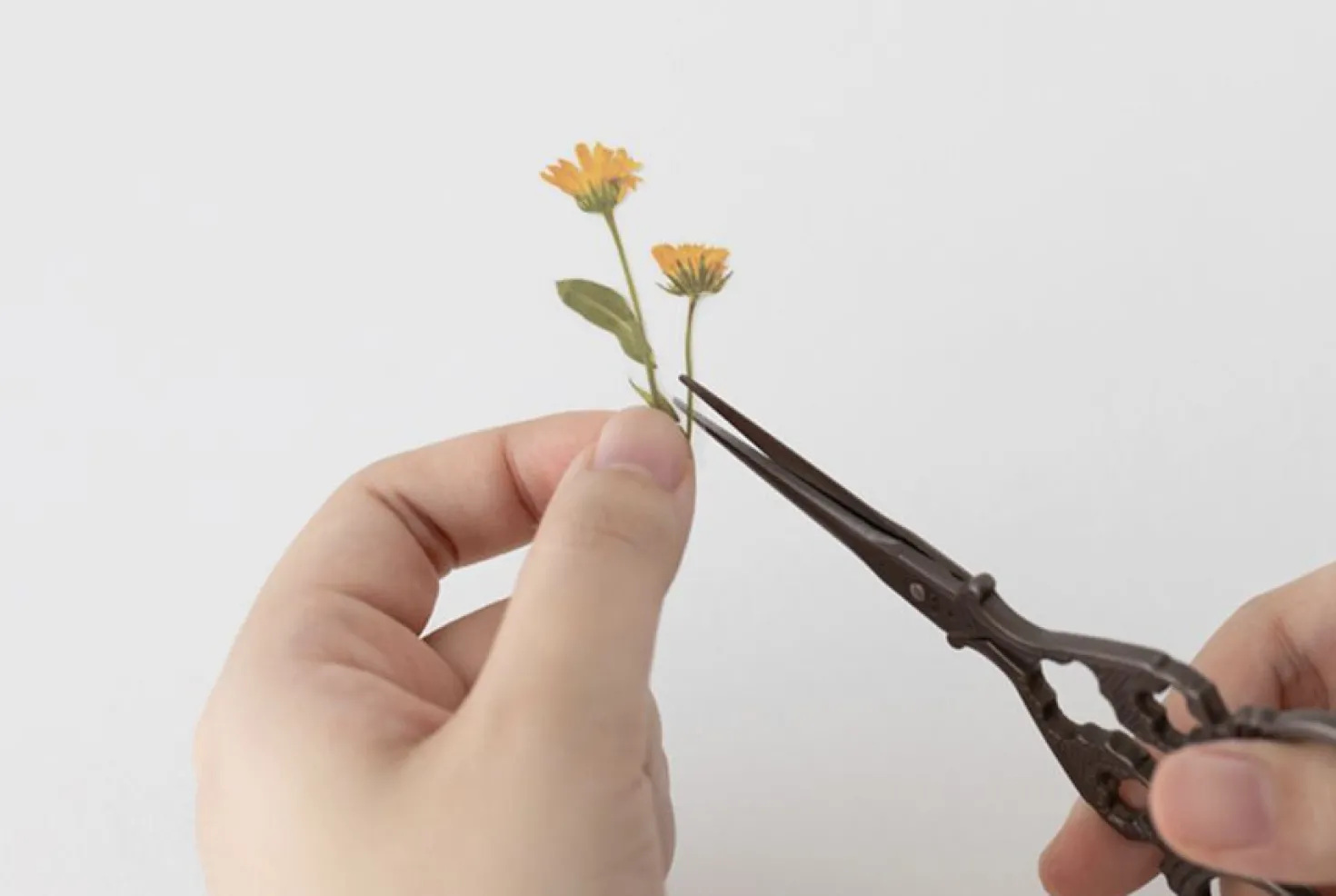 Calendula Pressed Flower Sticker