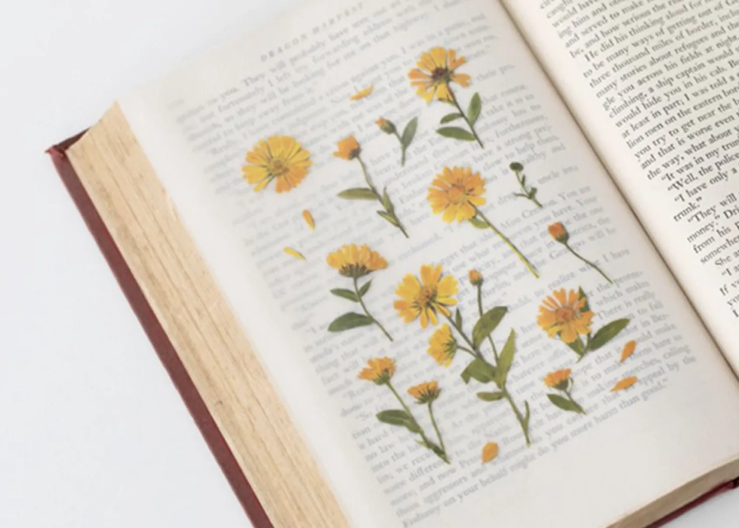 Calendula Pressed Flower Sticker