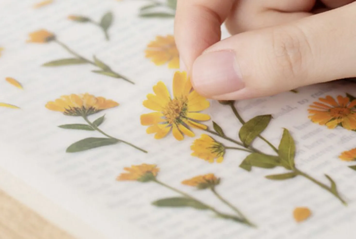 Calendula Pressed Flower Sticker
