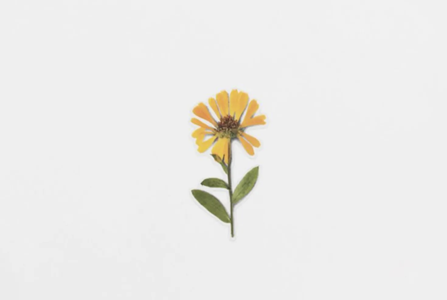Calendula Pressed Flower Sticker