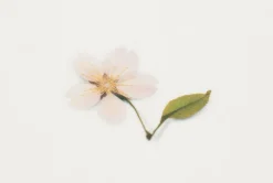 Cherry Blossom Pressed Flower Sticker