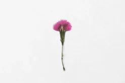 China Pink Pressed Flower Sticker