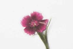 China Pink Pressed Flower Sticker
