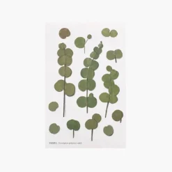 Eucalyptus Pressed Flower Sticker