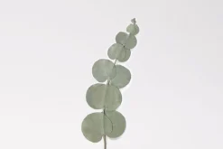 Eucalyptus Pressed Flower Sticker