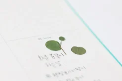 Eucalyptus Pressed Flower Sticker