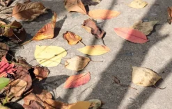 Fall Leaves Wall Deco Set