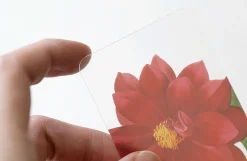 Flower Transparent Bookmark