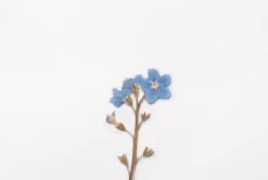 Forget Me Not Pressed Flower Sticker