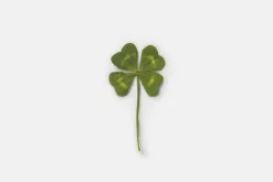 Four-leaf Clover Pressed Flower Sticker