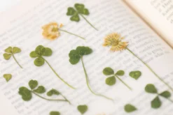 Four-leaf Clover Pressed Flower Sticker