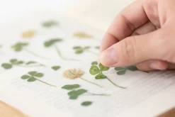 Four-leaf Clover Pressed Flower Sticker