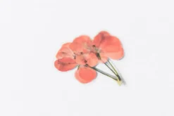 Geranium Pressed Flower Sticker