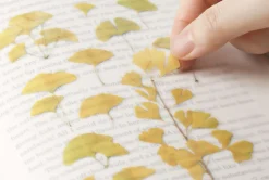 Ginkgo Pressed Flower Sticker