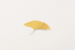 Ginkgo Pressed Flower Sticker