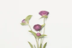 Globe Amaranth Pressed Flower Sticker