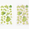 Green Grape Pressed Fruit Sticker
