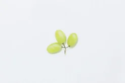 Green Grape Pressed Fruit Sticker