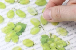 Green Grape Pressed Fruit Sticker