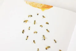 Honey Bee Nature Sticker