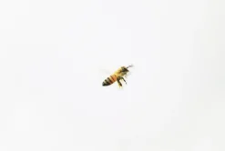 Honey Bee Nature Sticker