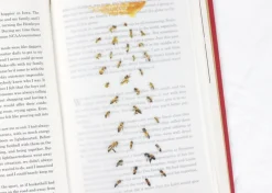Honey Bee Nature Sticker