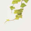 Ivy Pressed Flower Sticker