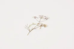 Lace Pressed Flower Sticker