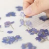 Larkspur Pressed Flower Sticker