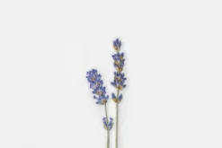 Lavender Pressed Flower Sticker