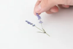 Lavender Pressed Flower Sticker