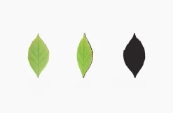 Leaf Magnet Set