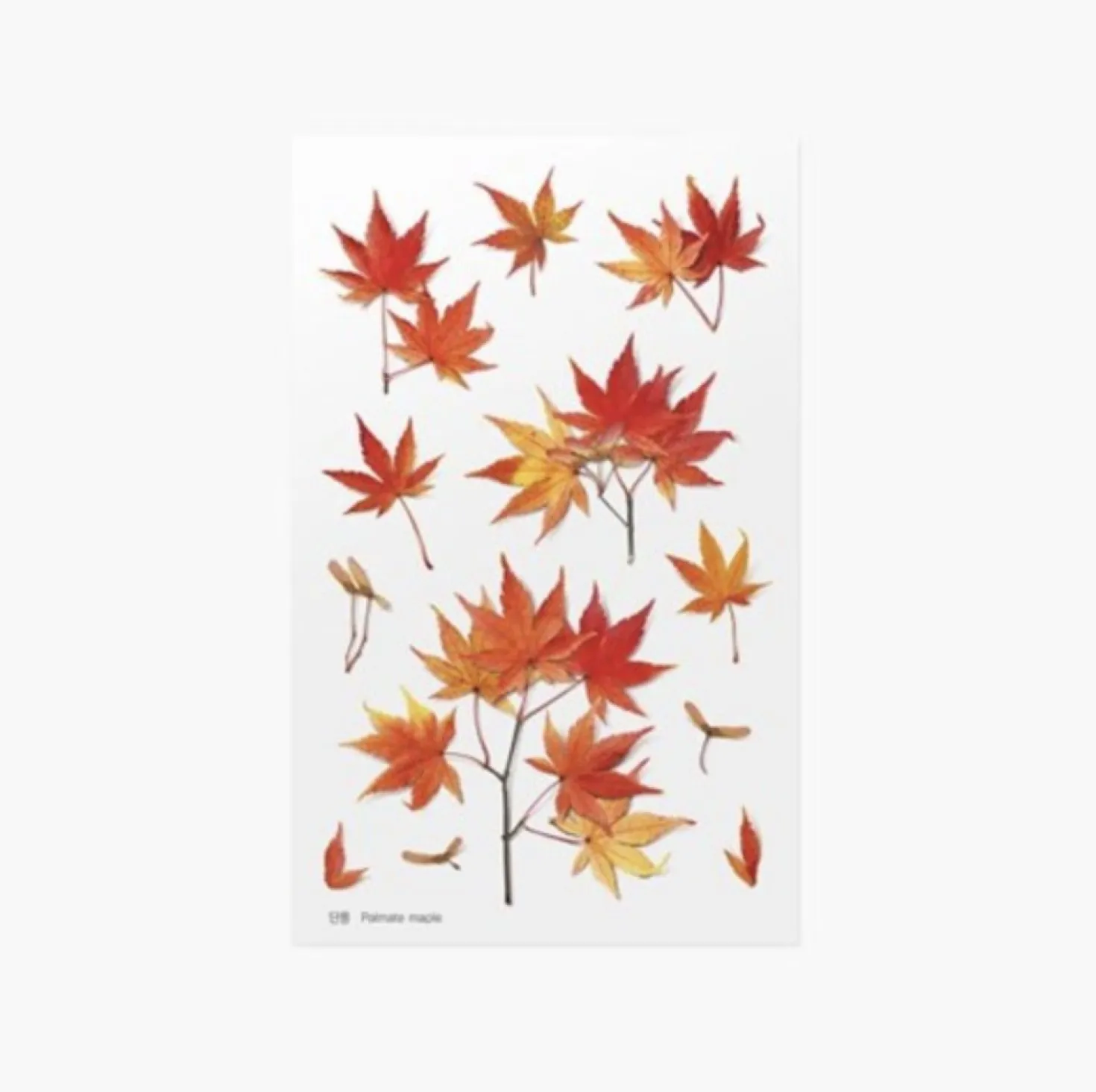 Maple Pressed Flower Sticker