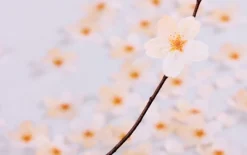 Medium Cherry Blossom Sticky Note