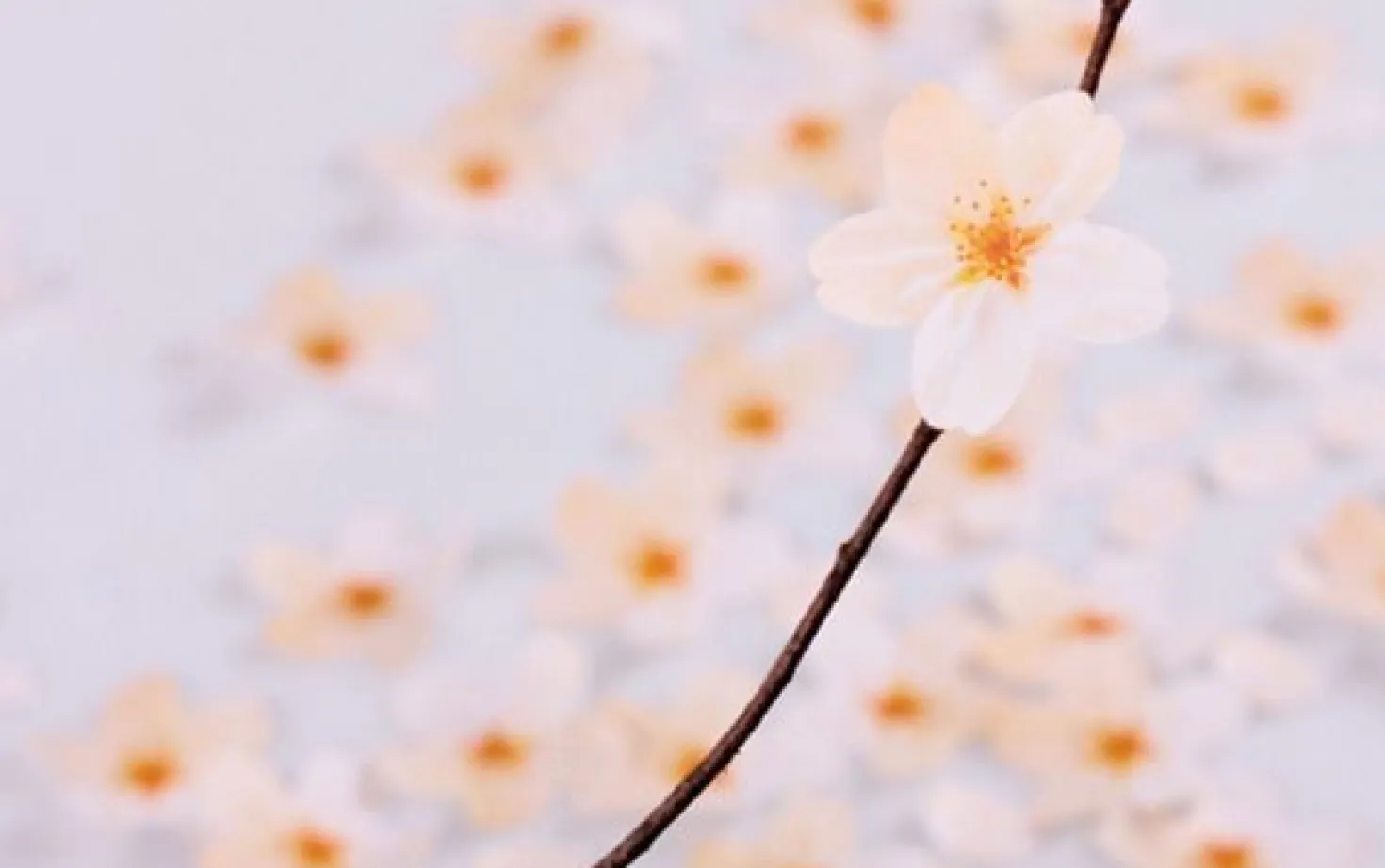 Medium Cherry Blossom Sticky Note