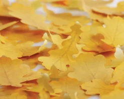 Medium Oak Leaf Sticky Note