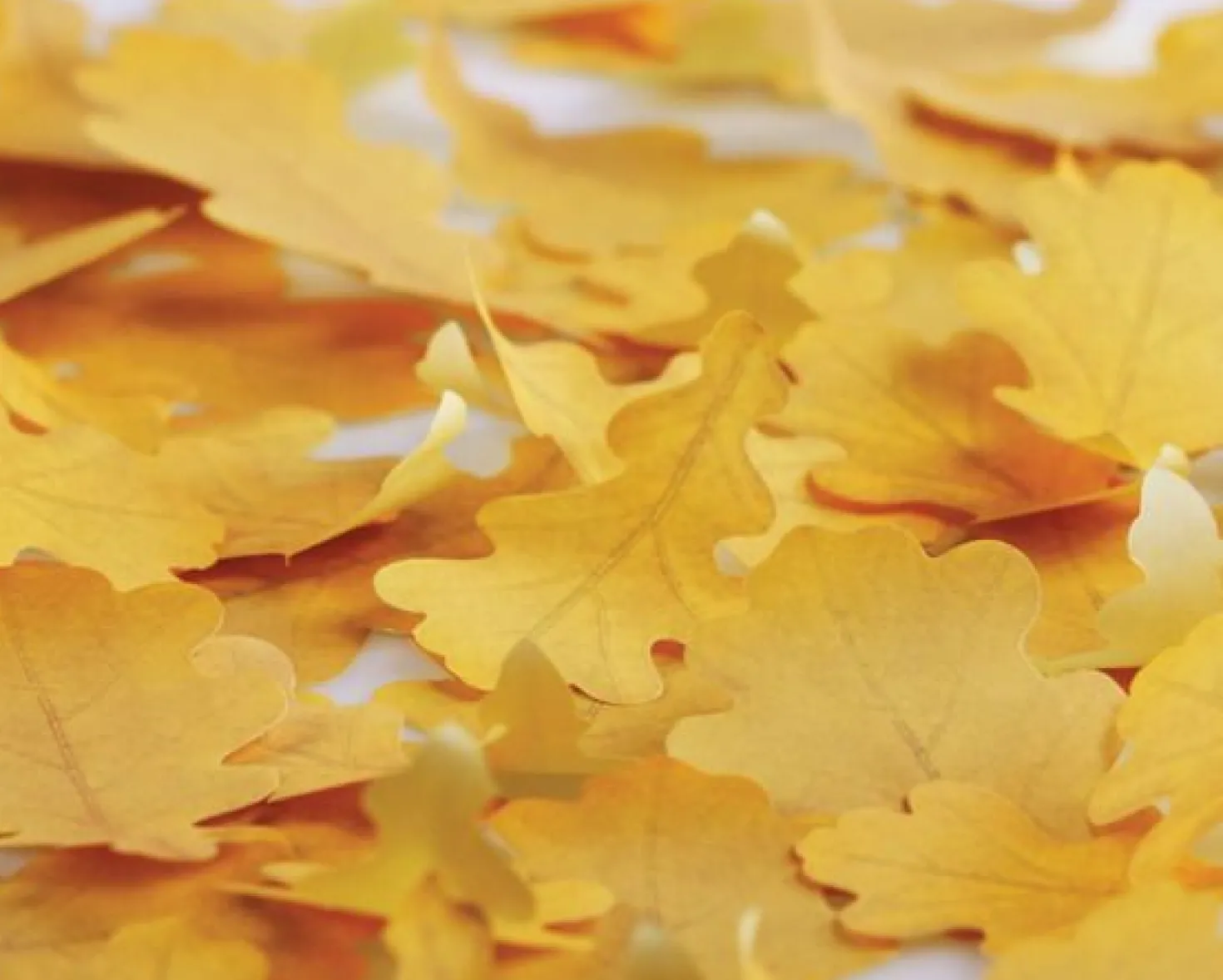 Medium Oak Leaf Sticky Note