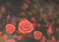 Medium Rose Sticky Note