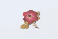 Mini Rose Pressed Flower Sticker