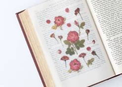 Mini Rose Pressed Flower Sticker